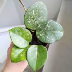 Hoja / Hoya Carnosa Splash Freckles - obrazek 3