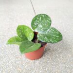 Hoja / Hoya Carnosa Splash Freckles - obrazek 8