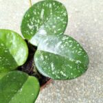 Hoja / Hoya Carnosa Splash Freckles - obrazek 6