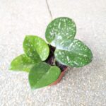 Hoja / Hoya Carnosa Splash Freckles - obrazek 7