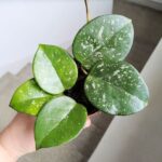 Hoja / Hoya Carnosa Splash Freckles - obrazek 5