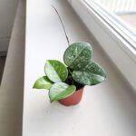 Hoja / Hoya Carnosa Splash Freckles - obrazek 4