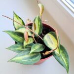 Hoya / Hoja Pot of Gold - obrazek 2