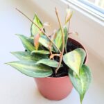 Hoya / Hoja Pot of Gold - obrazek 10