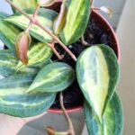 Hoya / Hoja Pot of Gold - obrazek 9