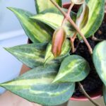 Hoya / Hoja Pot of Gold - obrazek 7