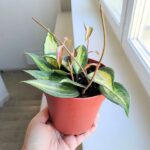 Hoya / Hoja Pot of Gold - obrazek 5