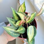 Hoya / Hoja Pot of Gold - obrazek 4