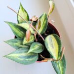 Hoya / Hoja Pot of Gold