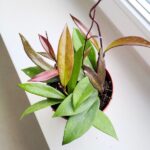 Hoja / Hoya pubicalyx - obrazek 4