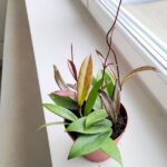 Hoja / Hoya pubicalyx - obrazek 3