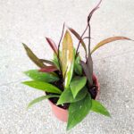 Hoja / Hoya pubicalyx - obrazek 7