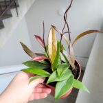 Hoja / Hoya pubicalyx - obrazek 6