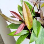 Hoja / Hoya pubicalyx - obrazek 2