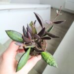 Hoya / Hoja Red Maroon - obrazek 2
