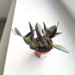 Hoya / Hoja Red Maroon - obrazek 7