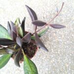 Hoya / Hoja Red Maroon - obrazek 3