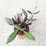 Hoya / Hoja Red Maroon - obrazek 5