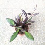 Hoya / Hoja Red Maroon - obrazek 4