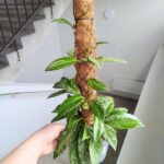 Hoja / Hoya Silverspot L + palik - obrazek 5