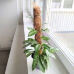 Hoja / Hoya Silverspot L + palik - obrazek 3