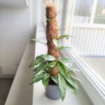 Hoja / Hoya Silverspot L + palik - obrazek 2