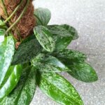 Hoja / Hoya Silverspot L + palik - obrazek 8