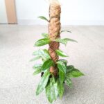 Hoja / Hoya Silverspot L + palik - obrazek 6