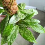 Hoja / Hoya Silverspot L + palik - obrazek 4