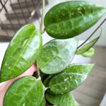 Hoja / Hoya verticillata black margin - obrazek 2