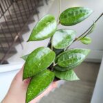 Hoja / Hoya verticillata black margin