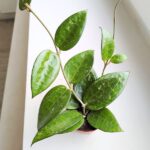 Hoja / Hoya verticillata black margin - obrazek 5