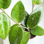 Hoja / Hoya verticillata black margin - obrazek 6