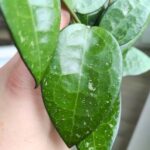 Hoja / Hoya verticillata black margin - obrazek 7