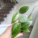 Hoja / Hoya verticillata black margin - obrazek 8