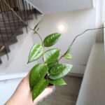 Hoja / Hoya verticillata black margin - obrazek 3