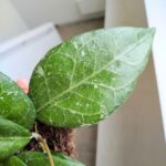 Hoya / Hoja verticillata Lampung - obrazek 4