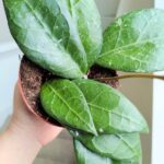 Hoya / Hoja verticillata Lampung - obrazek 2