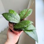 Hoya / Hoja verticillata Lampung - obrazek 3