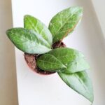 Hoya / Hoja verticillata Lampung - obrazek 9