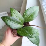 Hoya / Hoja verticillata Lampung - obrazek 8