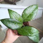 Hoya / Hoja verticillata Lampung - obrazek 7