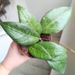 Hoya / Hoja verticillata Lampung - obrazek 6