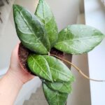 Hoya / Hoja verticillata Lampung