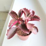 Kalanchoe Pinatum S - obrazek 8