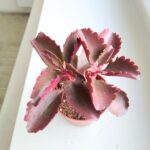 Kalanchoe Pinatum S - obrazek 9