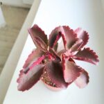 Kalanchoe Pinatum S - obrazek 6
