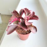 Kalanchoe Pinatum S - obrazek 5