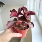 Kalanchoe Pinatum S - obrazek 7
