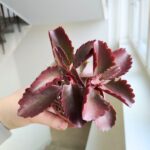 Kalanchoe Pinatum S - obrazek 4